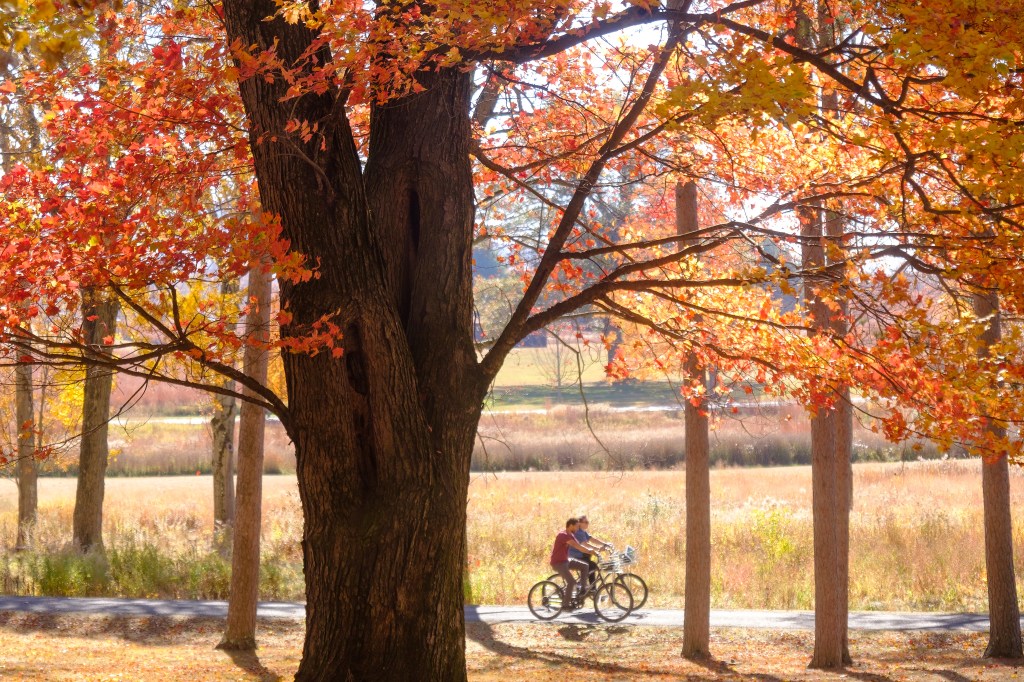 Cyclists riding along a trail through the Meadows at the Storm King Arts Center in the fall, with fall foliage in the background